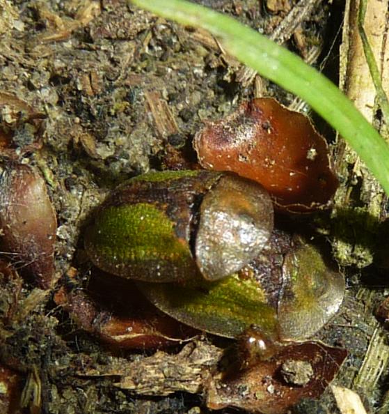 accoppiamento di 2 alieni:Cassida vibex o C. inopinata