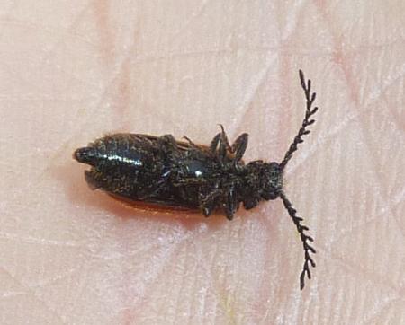antenne..televisive: maschio di Drilus flavescens (Drilidae)