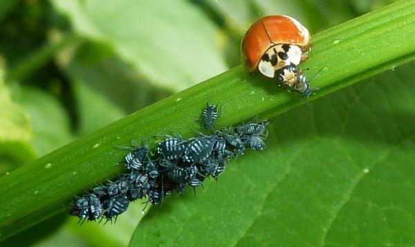 Coccinella in predazione su afide