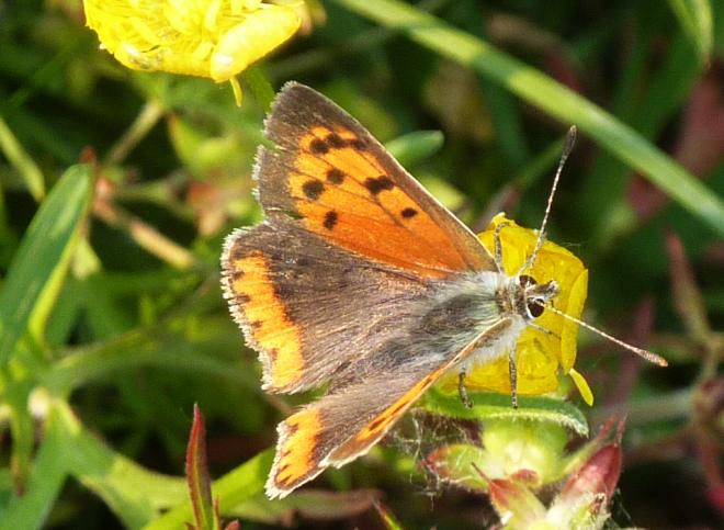 petit soleil  (Lycaena dispar ?)