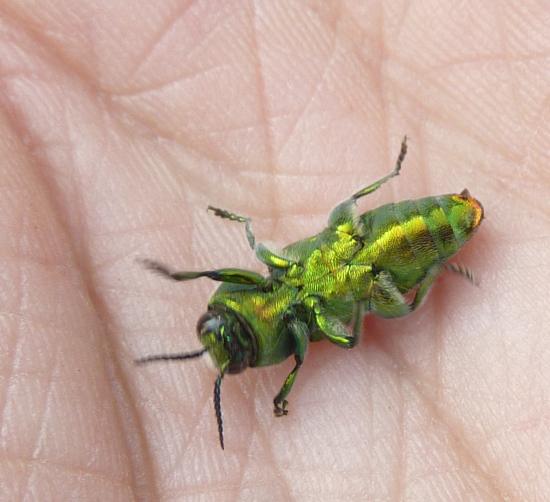 un gioiellino di Buprestidae: Maschio di Anthaxia hungarica