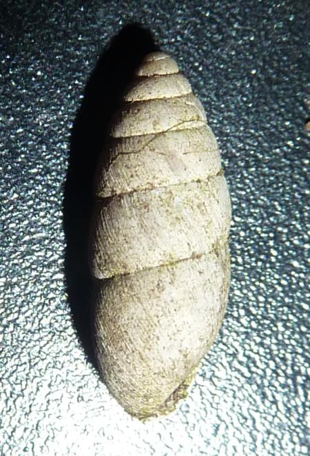 Chondrula tridens a Cremona