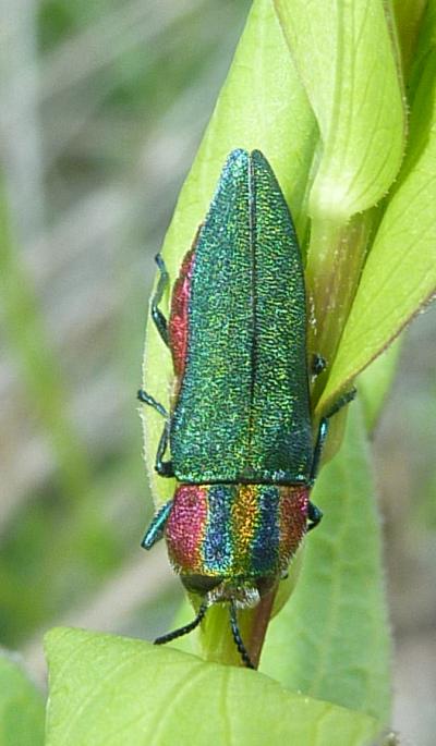 Buprestide: femmina di Anthaxia hungarica