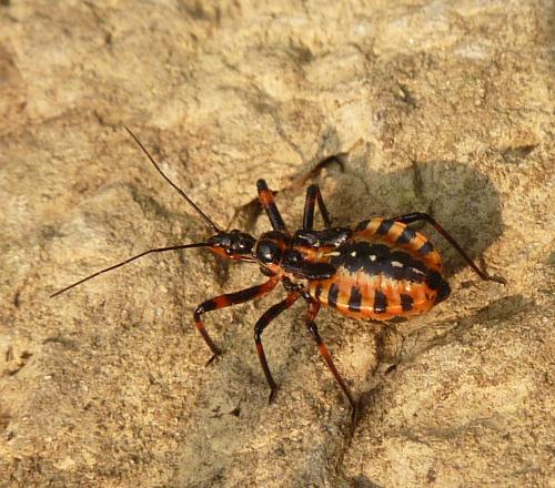 Reduviidae: ninfe di Rhynocoris iracundus dell''Emilia (PC)