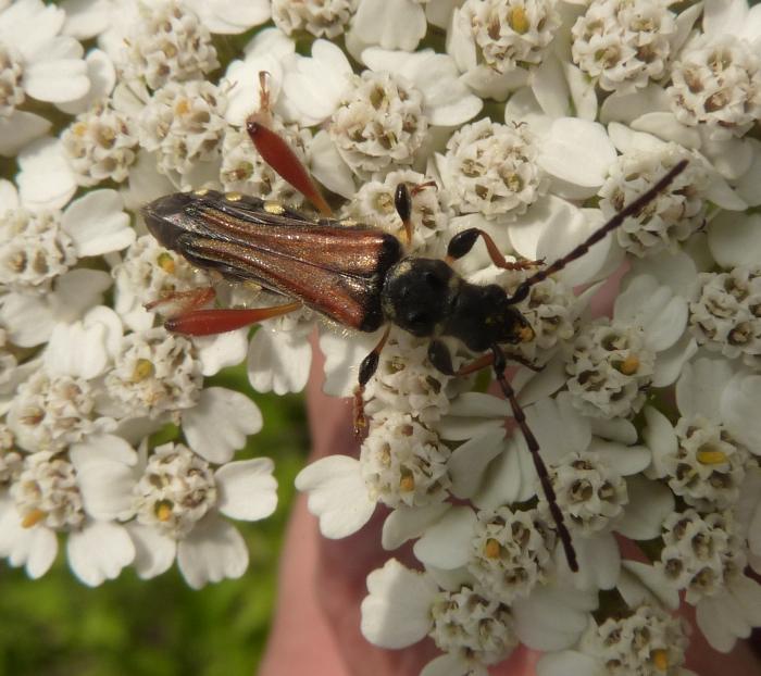 Stenopterus rufus