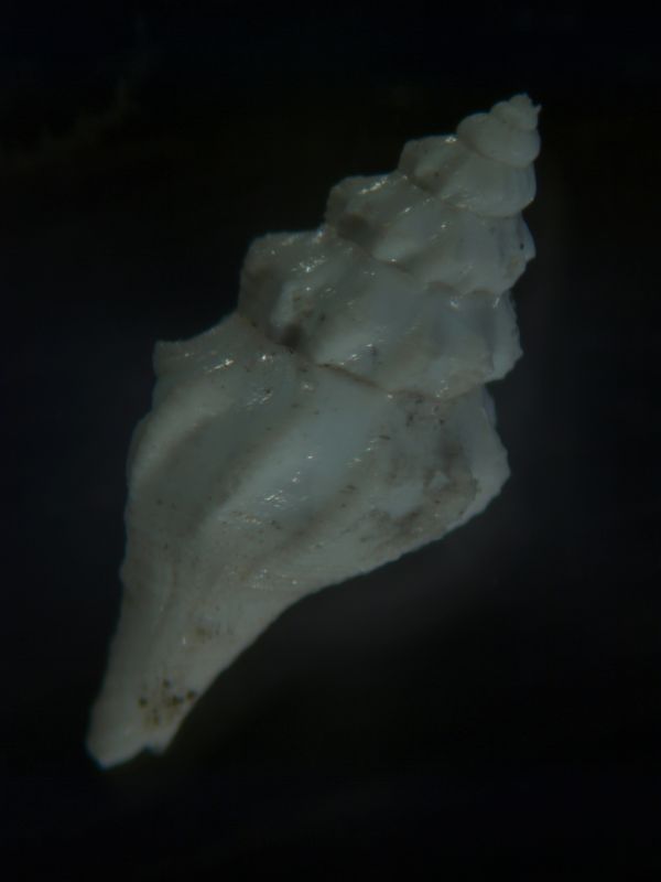 micro dallo Zancleano