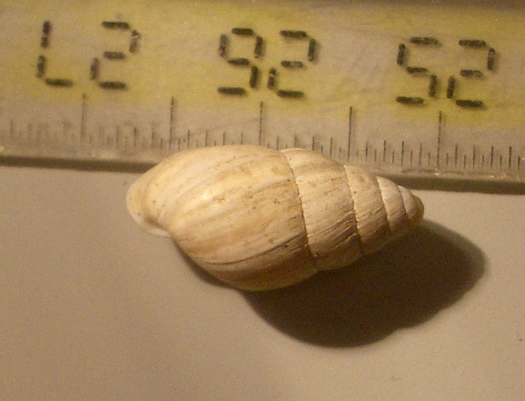 Zebrina detrita di pianura