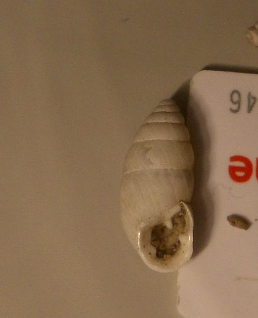Zebrina detrita di pianura