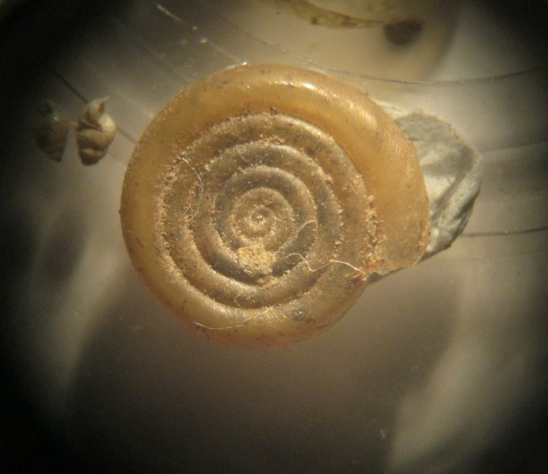 Anisus cf.septemgyratus f. chiese