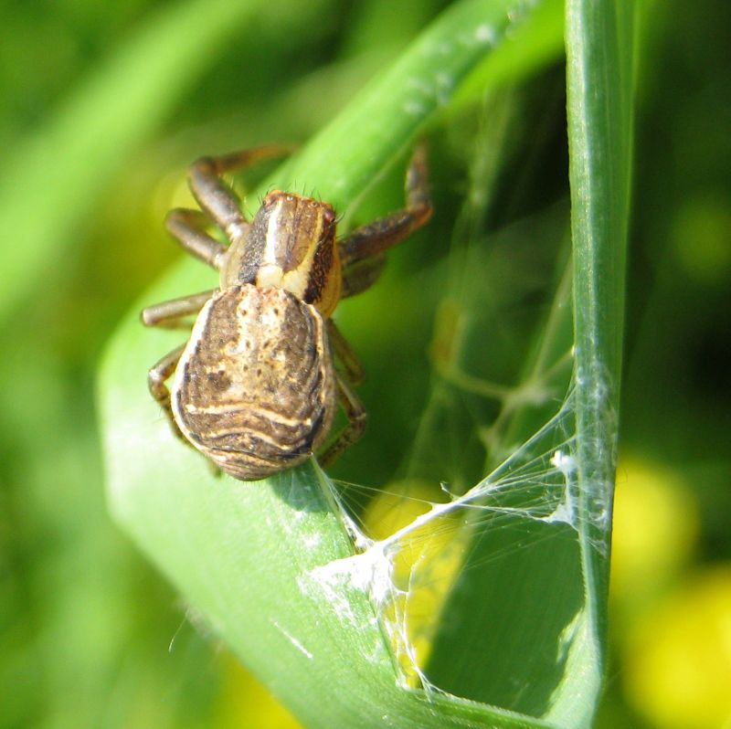 Xysticus sp.