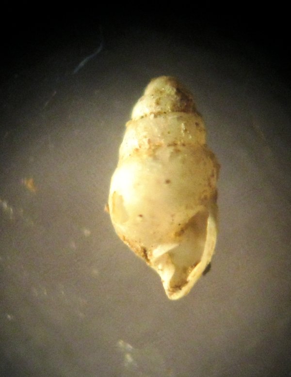 posatura f. chiese 1