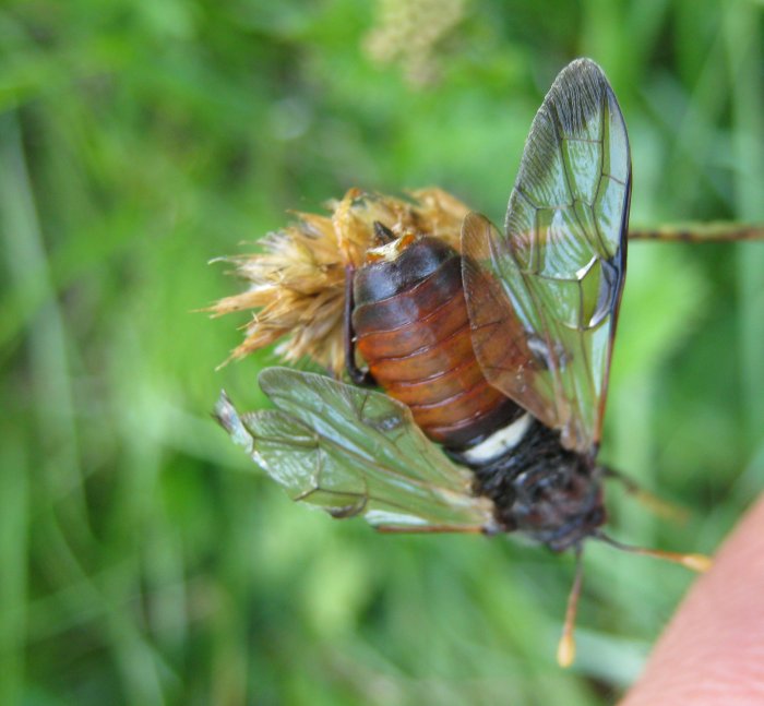 bello ma ferito... Cimbex femoratus