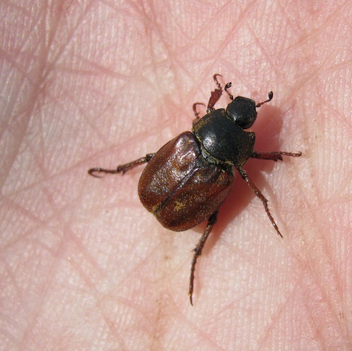 molta variabilit� , un''unica specie? Hoplia cfr argentea