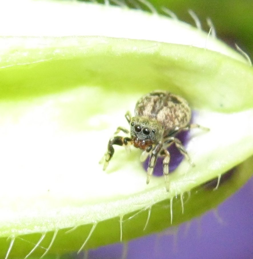 ma quanti occhi ha??? (Ballus sp.)