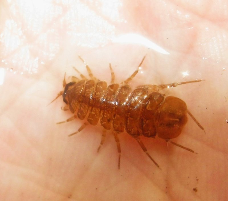 Asellus?