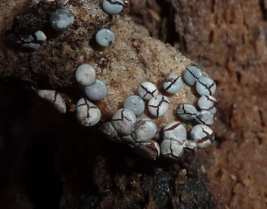 viraggio su micro funghi?