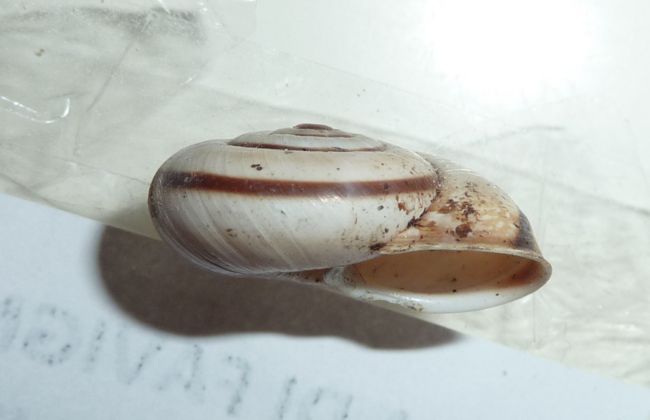 Chilostoma da Tremezzo-CO-