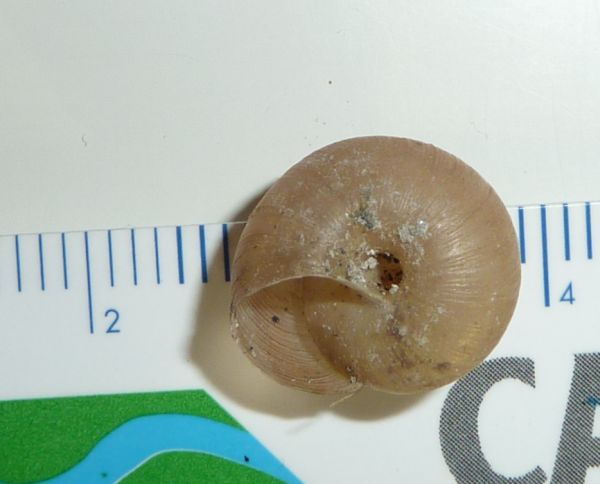 Monachoides incarnatus?