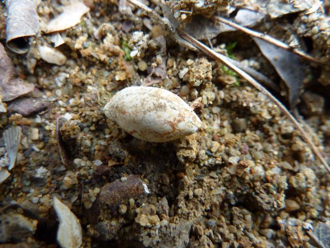 Ovulidae 2:  Simnia cf. passerinalis