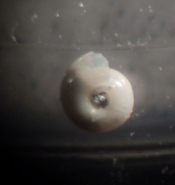 Micro indet. 1 Oxygyrus ?