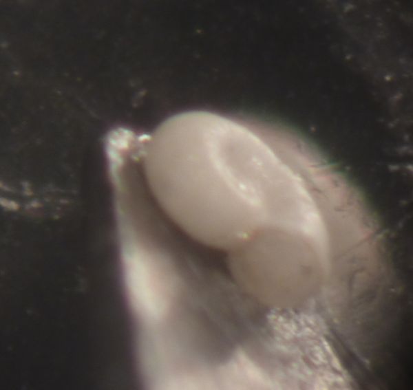 Ammoniceras?  -  Omalogyra simplex (O.G. Costa, 1861)