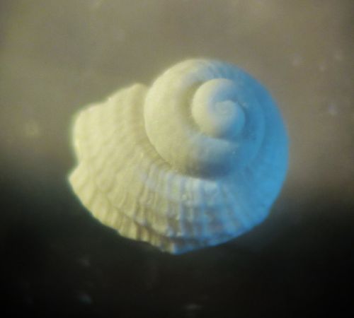 juv. Chilodontidae?