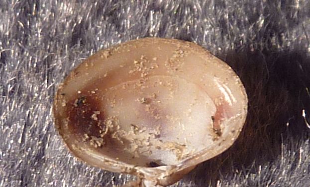 piccolo bivalve dal fiume Po