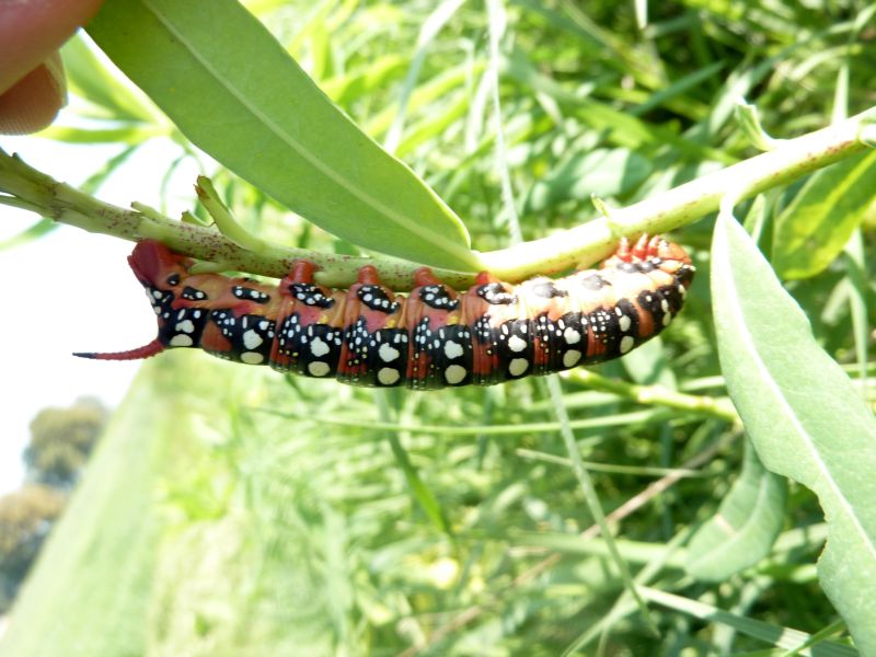 bellissimo bruco cornuto : Hyles euphorbiae