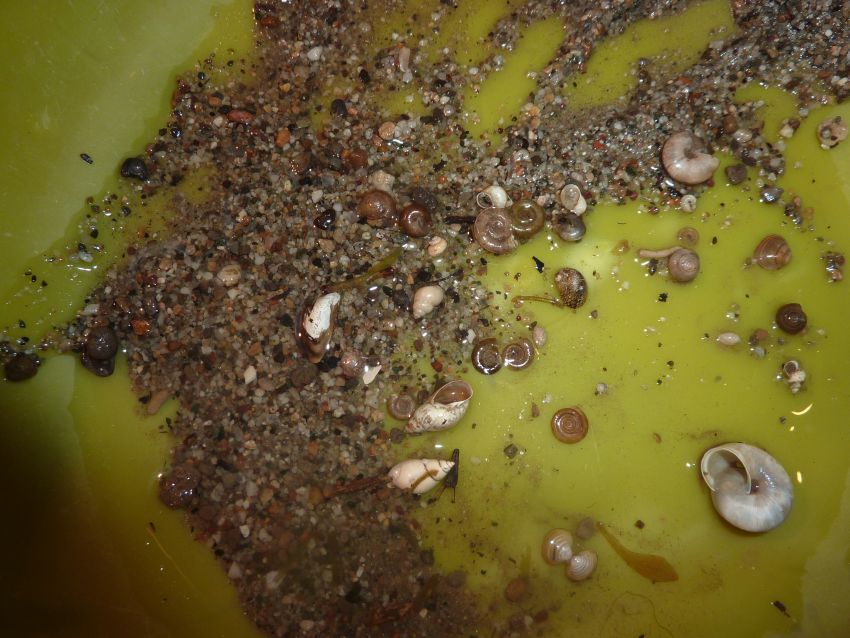 Physa fontinalis?