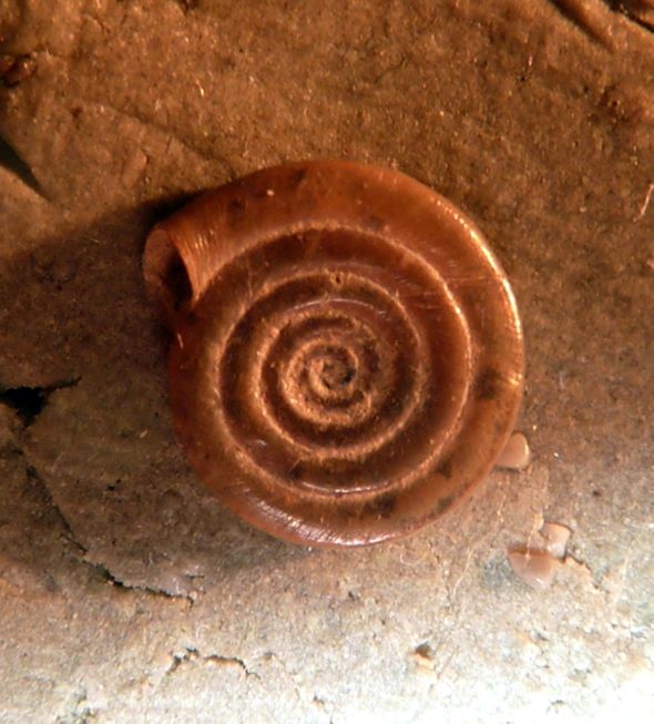 Anisus vortex систематика