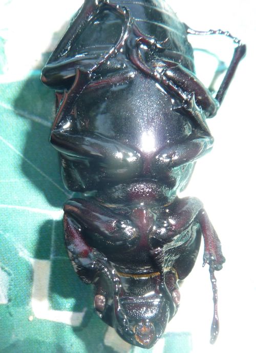 Femmina di Lucanus cervus annegata in un fontanile