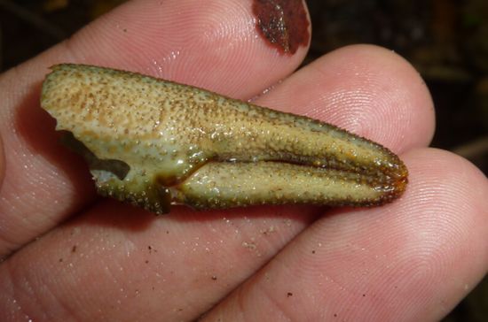 Austropotamobius pallipes da Piacenza