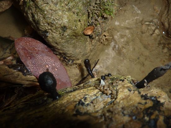 fungo(?) ma senza cappello, lamelle e gambo :-)