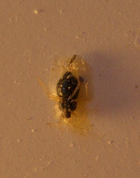 pizzo e filigrana: Corythucha ciliata (Tingidae)