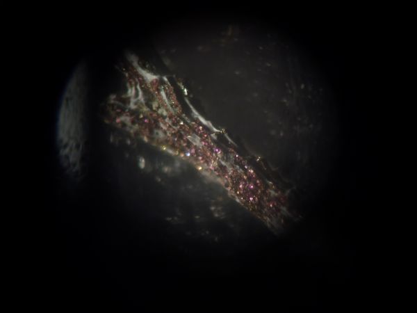 fossili mineralizzati