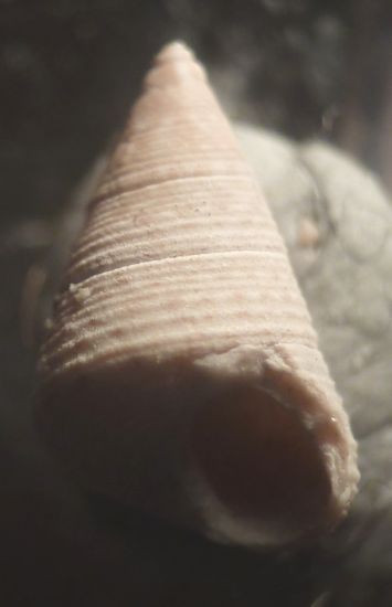 Jujubinus cf. striatus