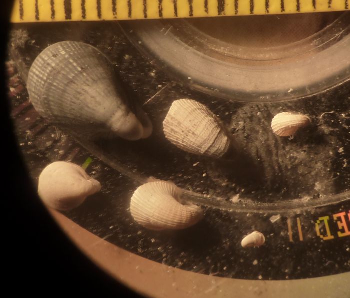 famigliola di Capulus?