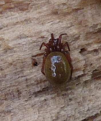 Robertus sp. (Theridiidae)