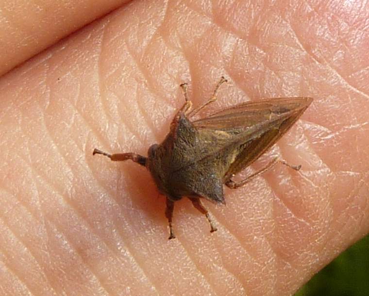 sembra un pipistrello....Centrotus cornutus  Lombardia