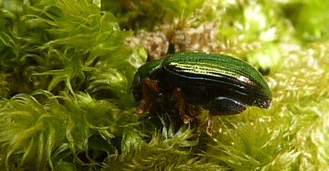 un bel verde metallico: Crepidodera aurea