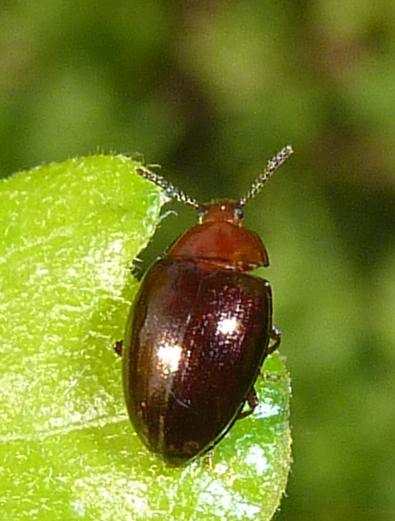 bruno lucente: Scaphidema metallicum (Tenebrionidae)