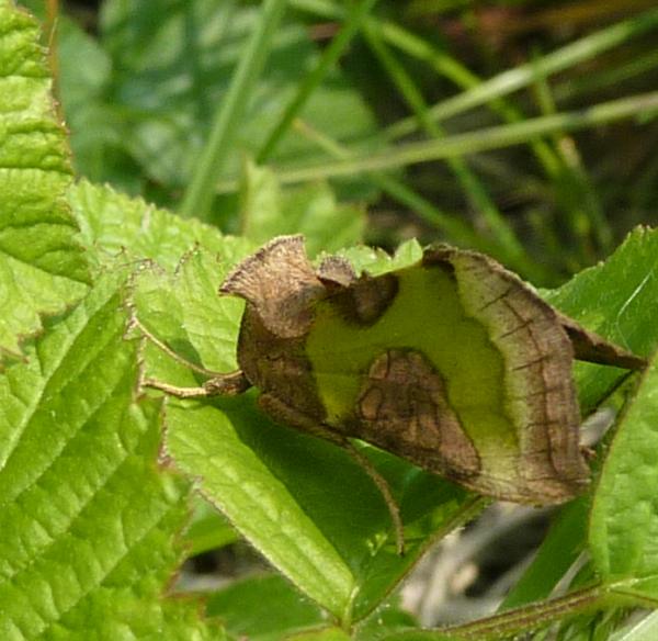 Noctuide(?) con catarifrangenti :-)