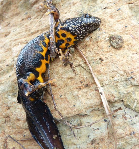 Triturus dall''Appennino
