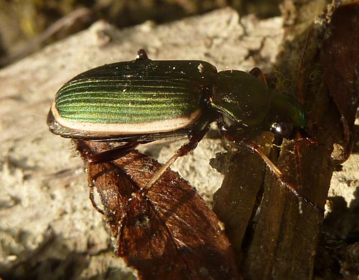 Chlaenius (Chlaenites) spoliatus