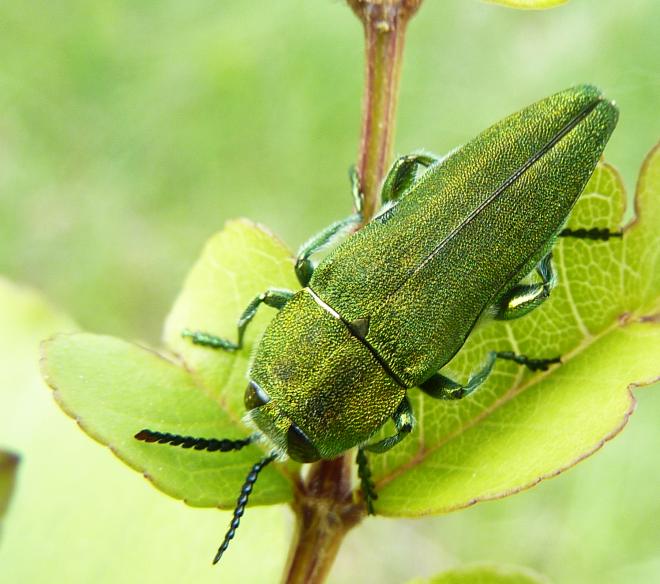 un gioiellino di Buprestidae: Maschio di Anthaxia hungarica