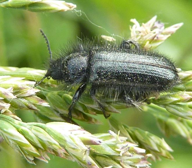 Buprestide peloso No. Dasytidae genere Enicopus