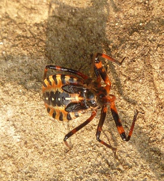 Reduviidae: ninfe di Rhynocoris iracundus dell''Emilia (PC)