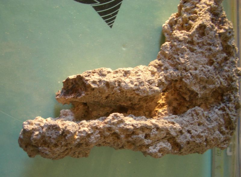 folgorite?? , Natura Mediterraneo | Forum Naturalistico