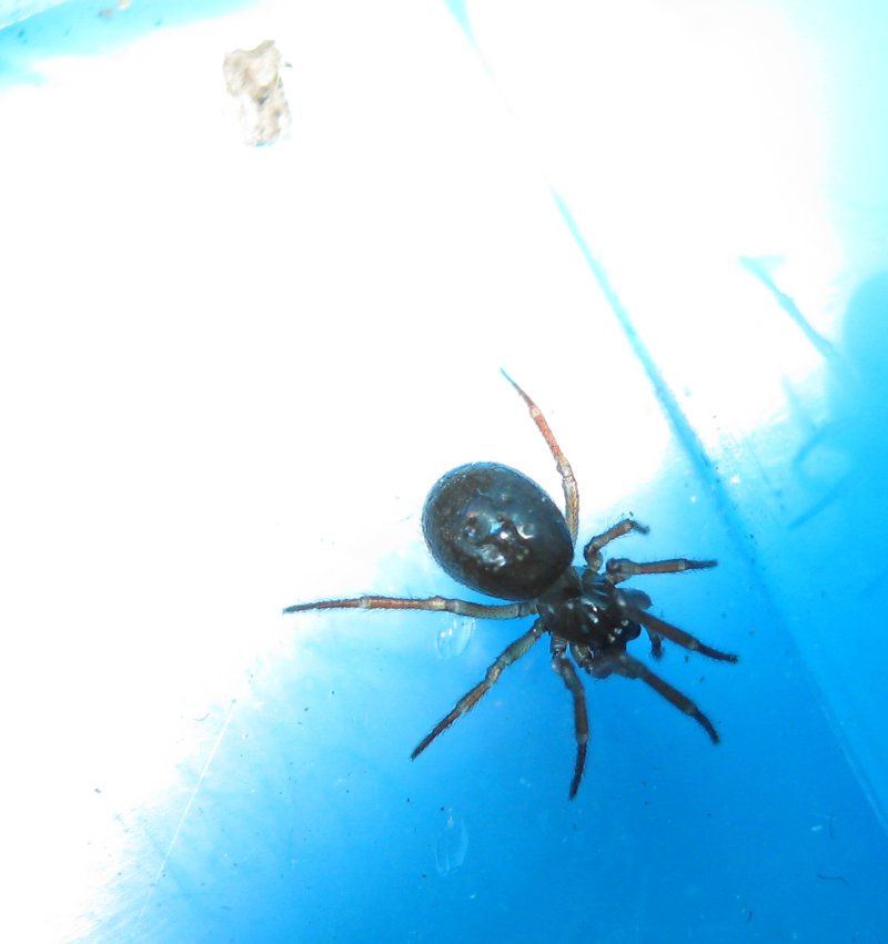 Robertus sp. (Theridiidae)