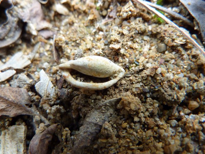 Ovulidae 2:  Simnia cf. passerinalis